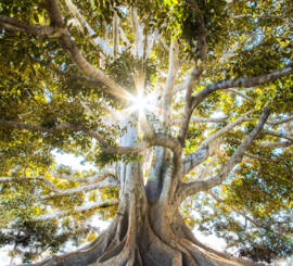 Life annuity