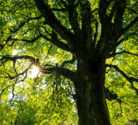 Life annuity