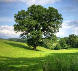 Have your land valued
